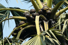 Borassus flabellifer